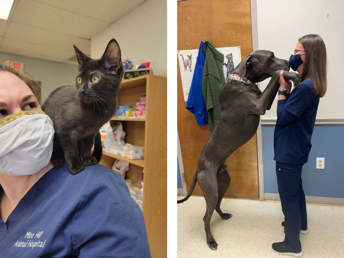 Mint Hill Animal Hospital FAQs