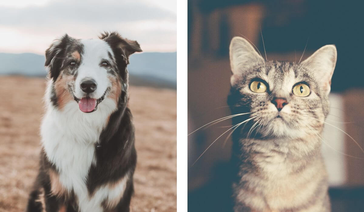 New Client Form Mint Hill Animal Hospital