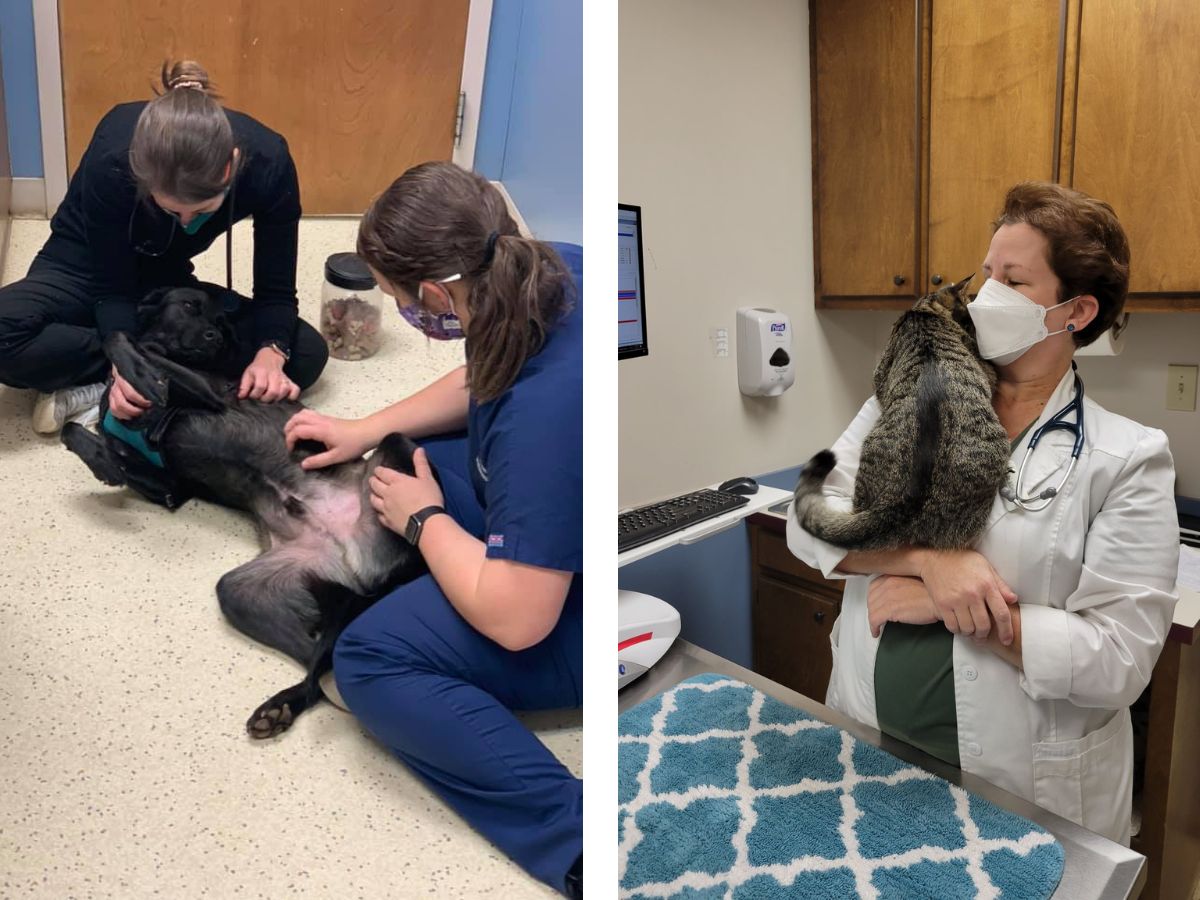 Veterinarian Reviews in Mint Hill, NC 28227 Mint Hill Animal Hospital