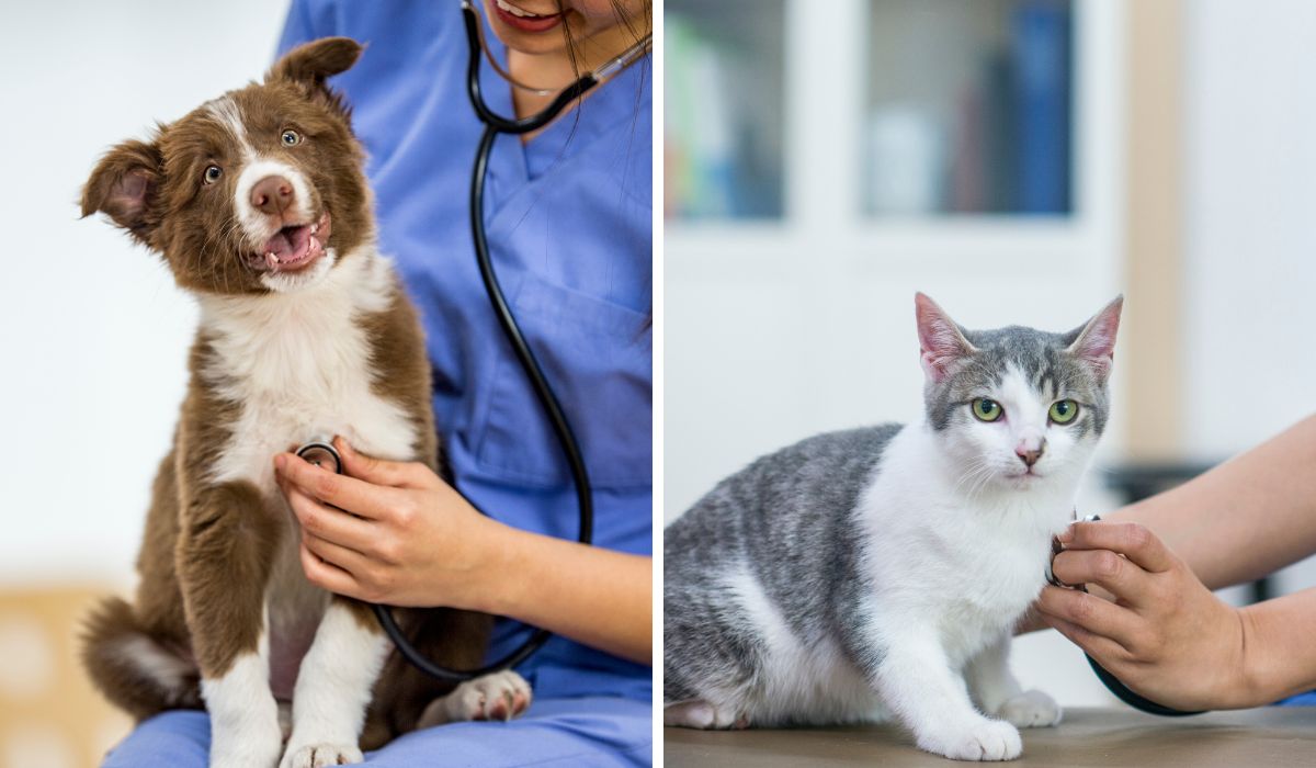 Mint Hill, NC Veterinary Careers | Mint Hill Animal Hospital